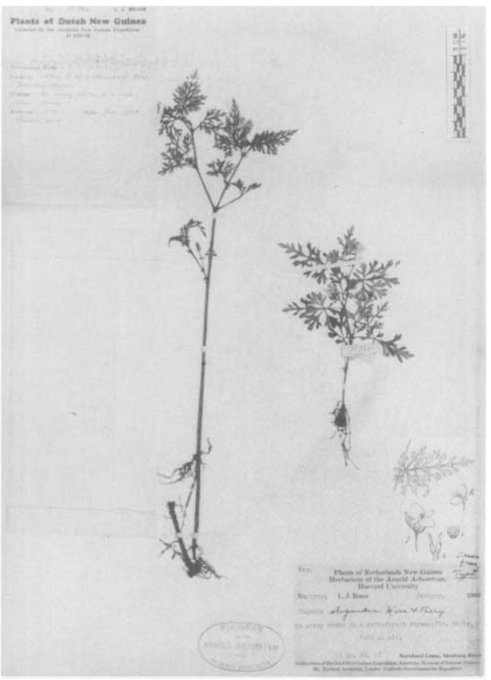 B. oligandra